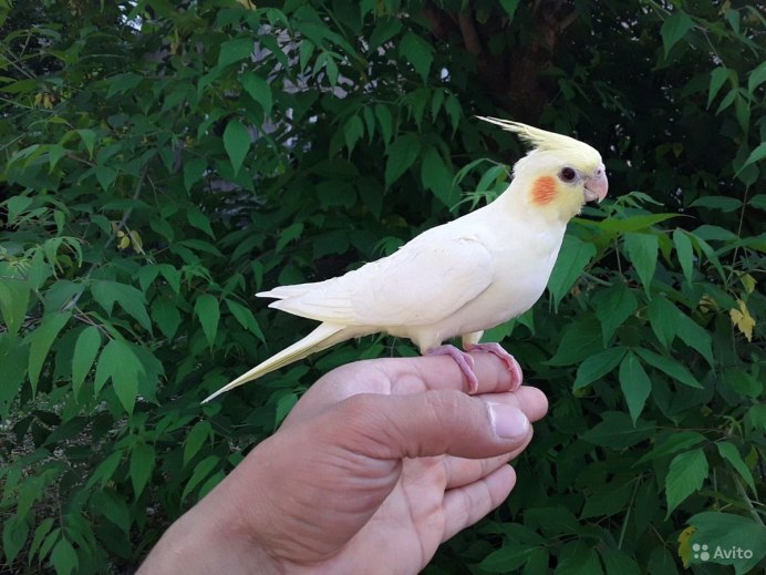 Корелла цвета лютино