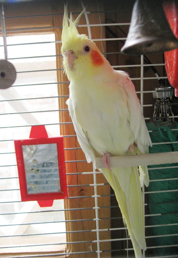 Попугай корелла самка