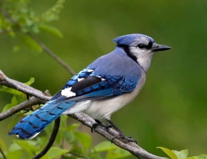 Синяя Ванга Cyanolanius madagascarinus