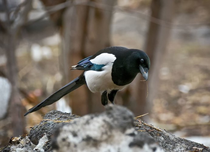 Лесная сорока