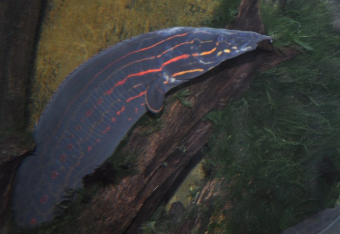 Mastacembelus erythrotaenia