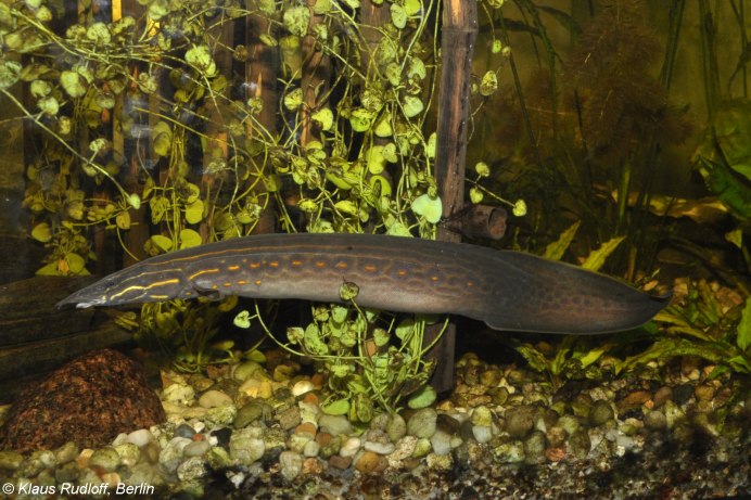 Mastacembelus erythrotaenia
