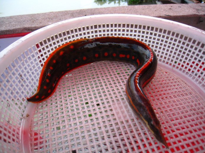 Mastacembelus erythrotaenia
