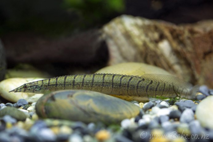 Aquarium eel