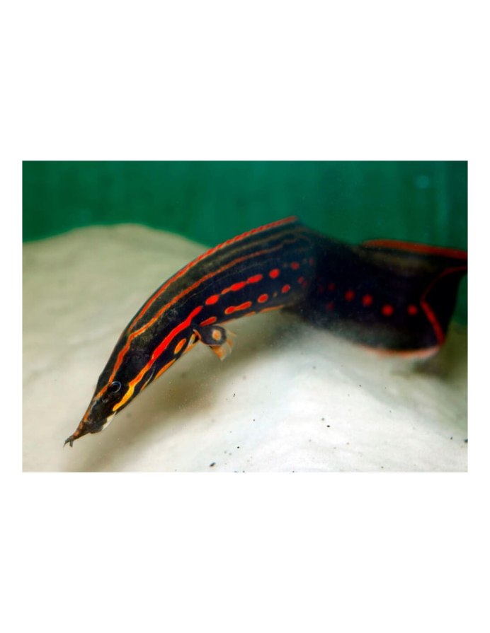 Mastacembelus armatus мастацембелус панцирный