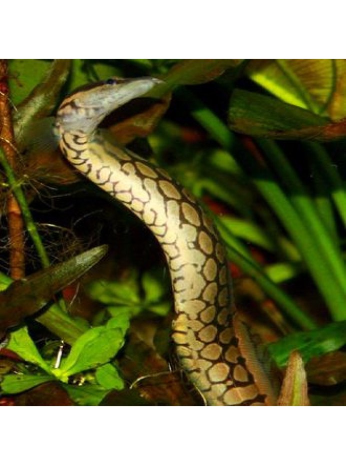 Mastacembelus erythrotaenia