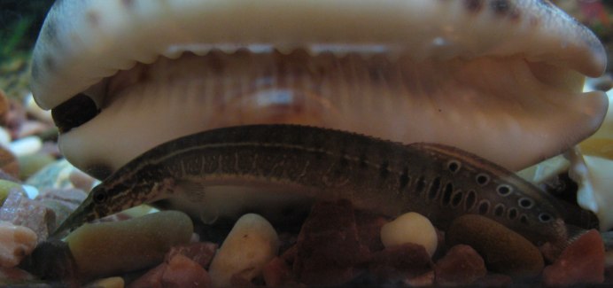 Macrognathus circumcinctus