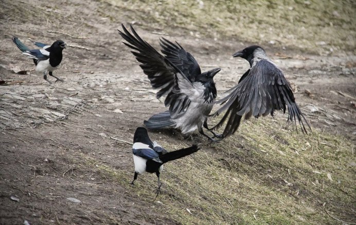 Ворон драка