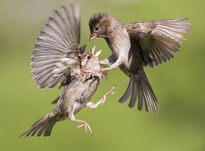 Воробьи дерутся