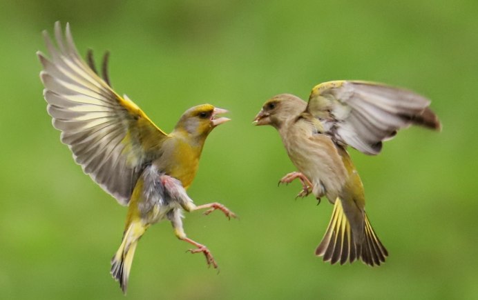 Гибрид зеленушки и канарейки