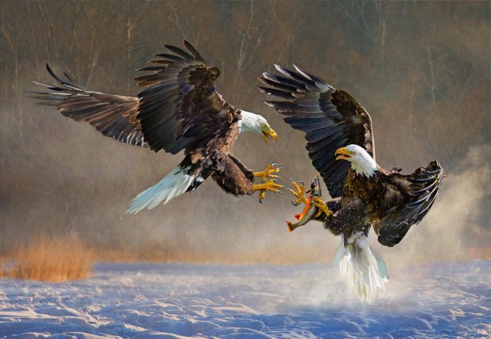 Орлан белохвост против Беркута