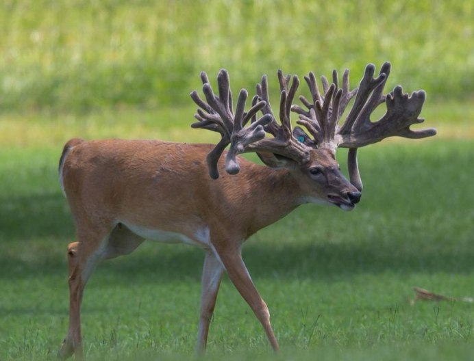 Благородный олень (Cervus elaphus)