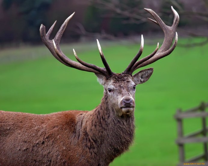 Благородный олень (Cervus elaphus)