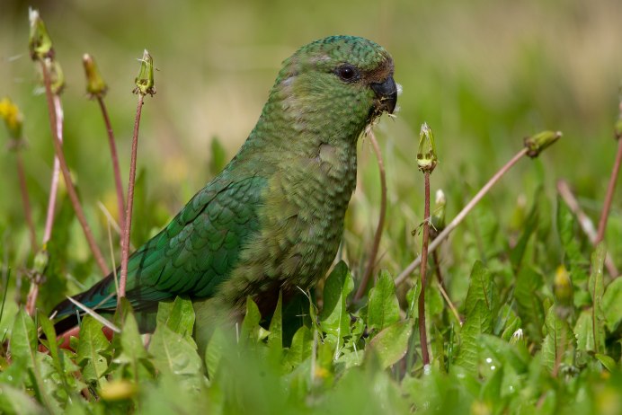 Natural History of Parrots (1801—1805) by Francois Levaillant.