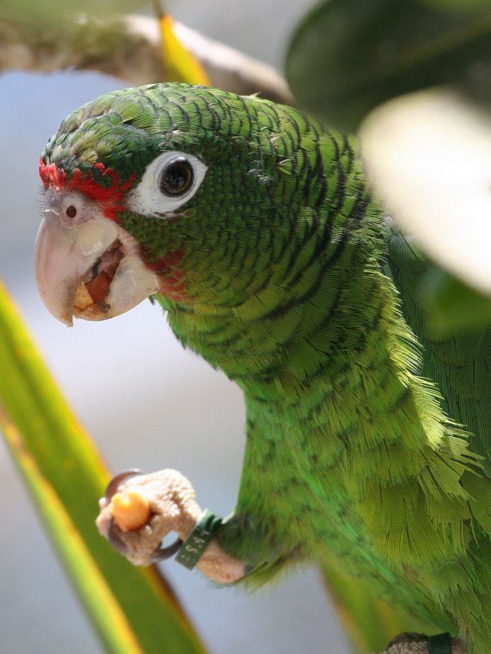 Forpus cyanopygius