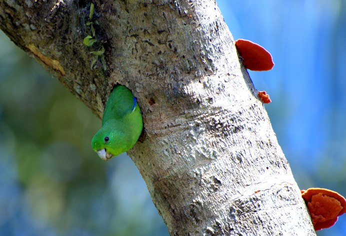 8k Wallpapers Parrot