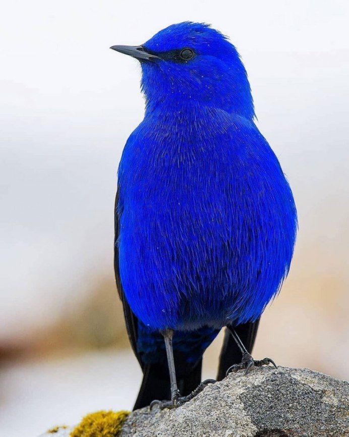 Лиловый Дрозд (Myophonus caeruleus)