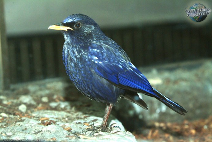Голубая сиалия (Sialia currucoides)