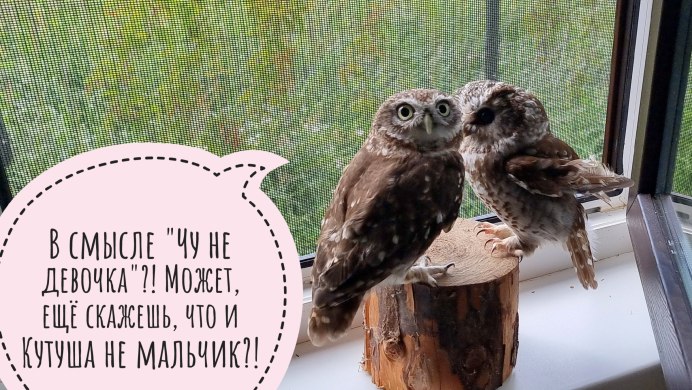 Домовый Сыч Юйня