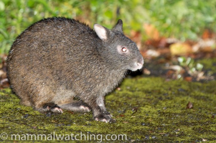 Древесный заяц (Pentalagus furnessi)