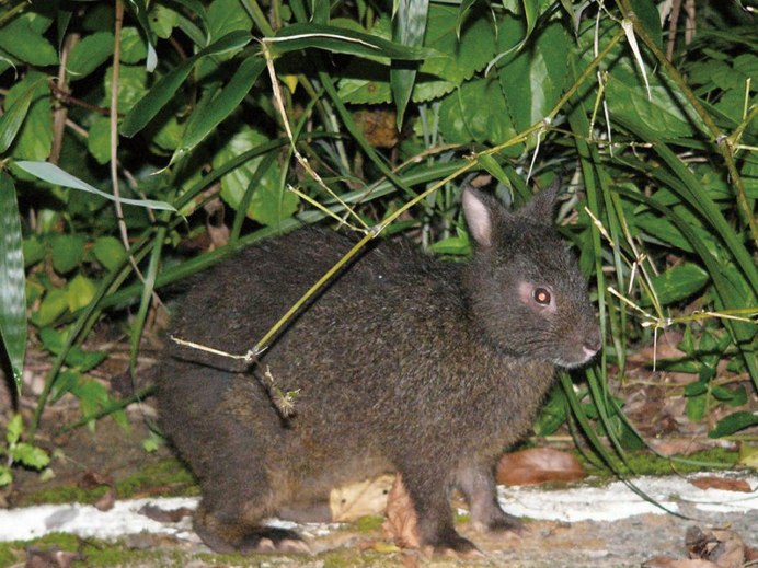 Древесный заяц (Pentalagus furnessi)