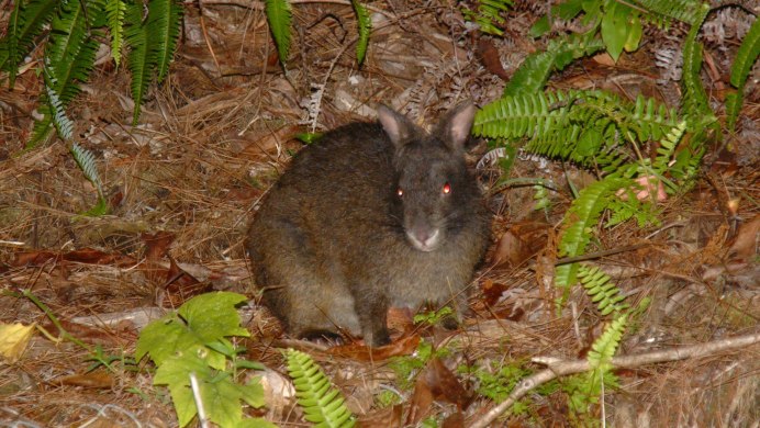 Pentalagus furnessi