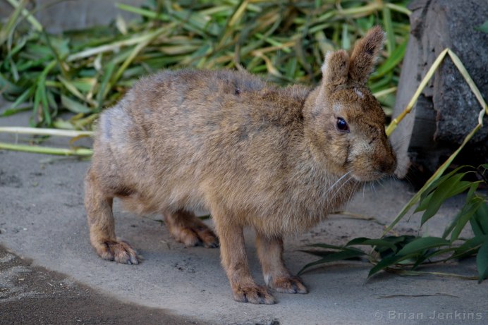 Древесный заяц (Pentalagus furnessi)