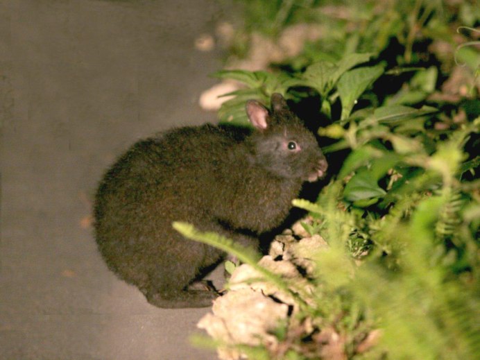 Древесный заяц (Pentalagus furnessi)