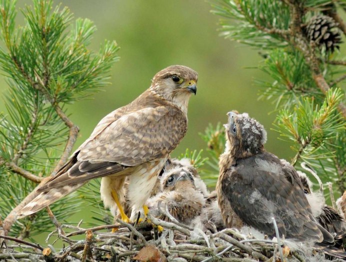 Кречет Falco rusticolus