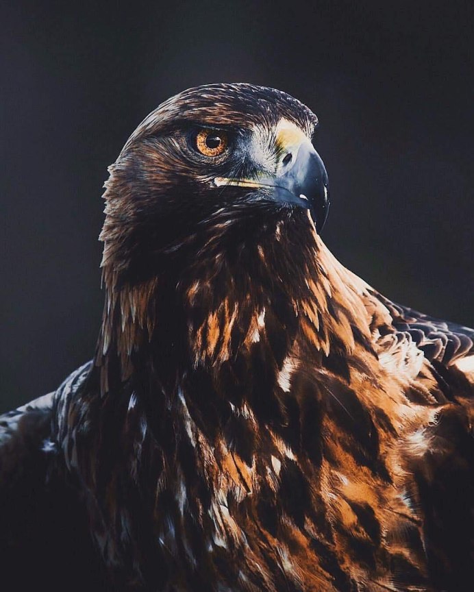 Aquila verreauxii Eagle