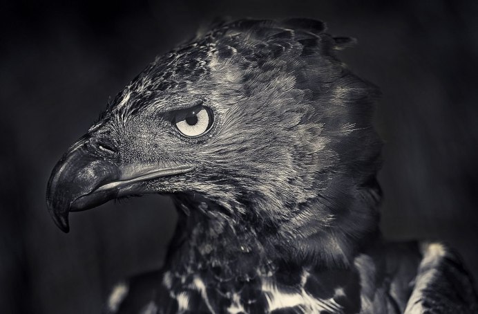 Buteogallus urubitinga Hawk