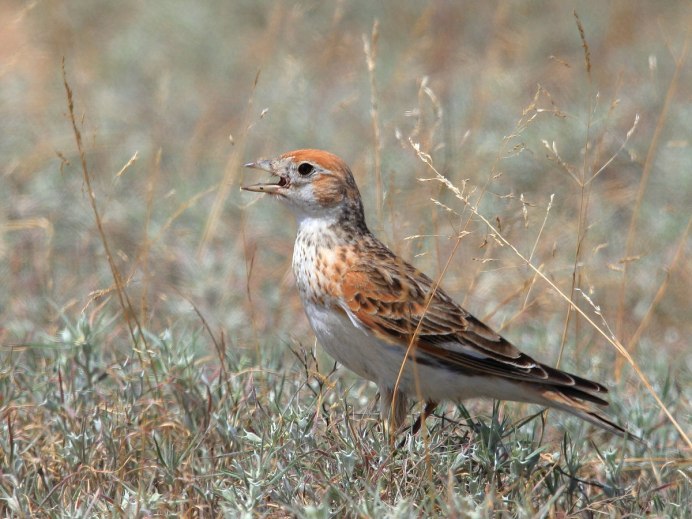 Alauda leucoptera