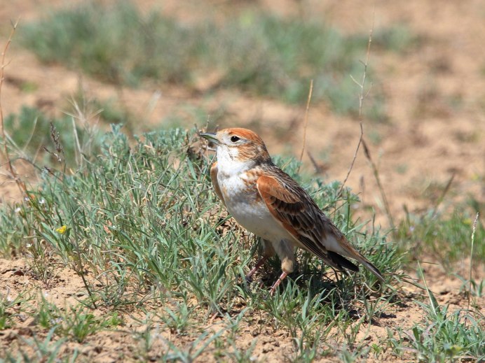 Alauda leucoptera