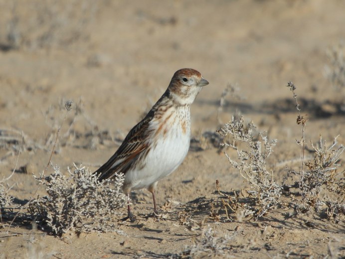 Alauda leucoptera