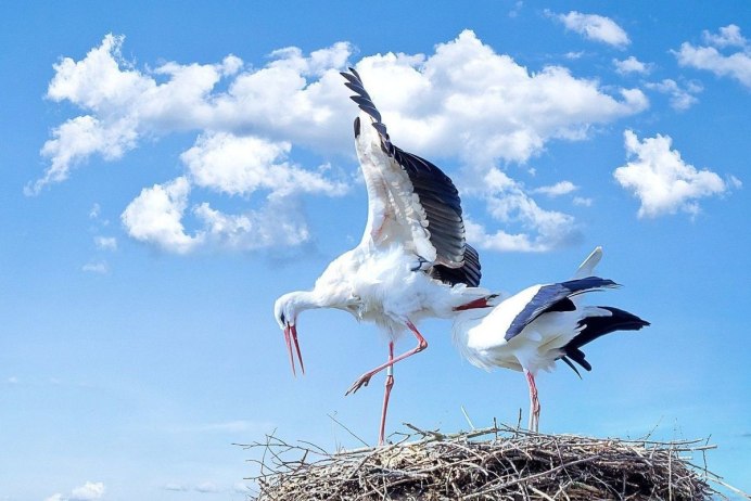 Летят Журавли