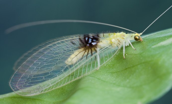 Златоглазка обыкновенная - Chrysopa carnea