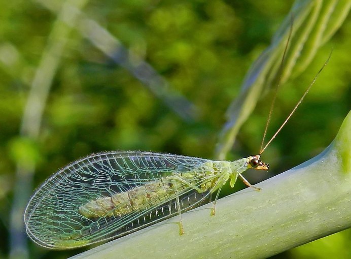 Златоглазка Chrysopa