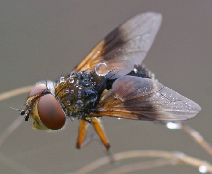 Златоглазка обыкновенная Chrysoperla carnea