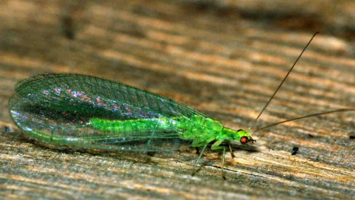 Златоглазка Chrysopa