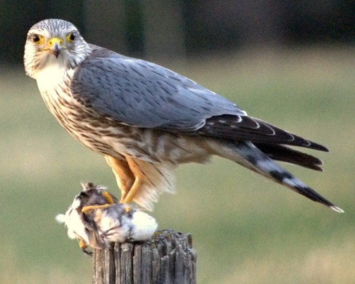 Сапсан Falco peregrinus