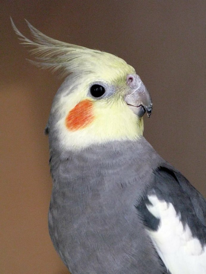 Корелла лютино