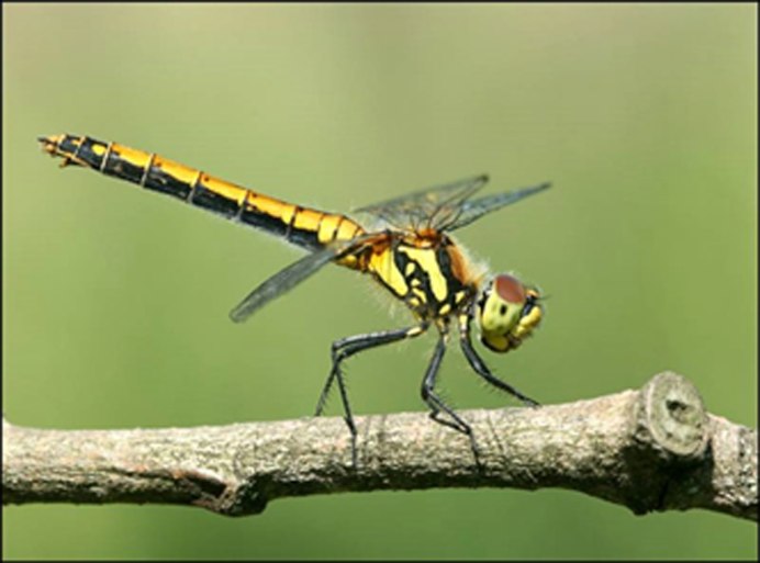 Orthetrum cancellatum