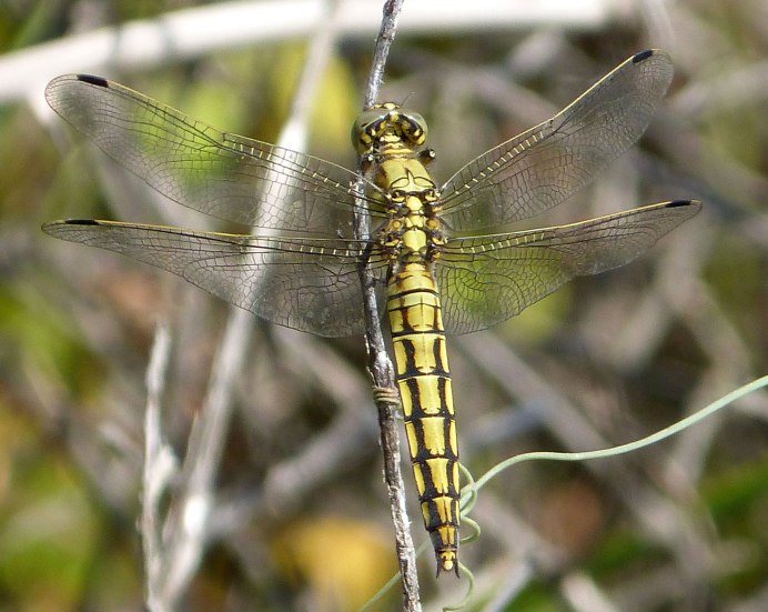 Orthetrum cancellatum