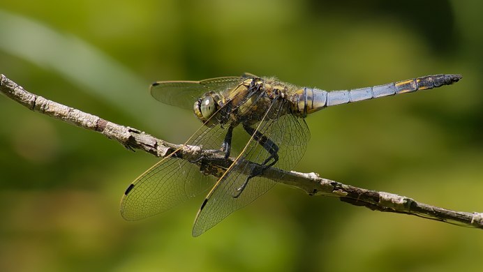 Стрекоза решётчатая Orthetrum cancellatum