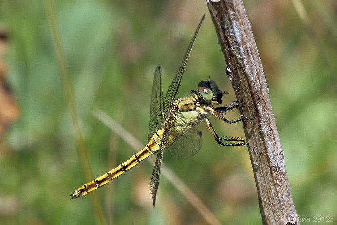 Orthetrum cancellatum