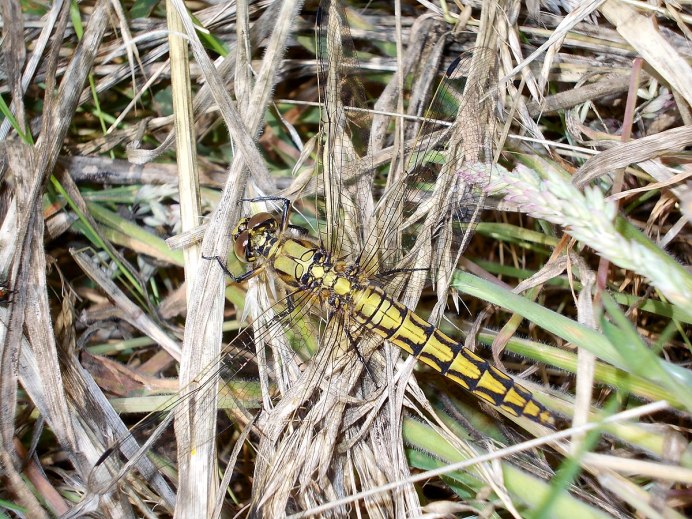 Orthetrum cancellatum личинка
