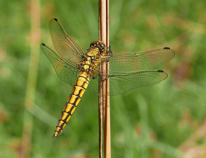 Orthetrum cancellatum красная