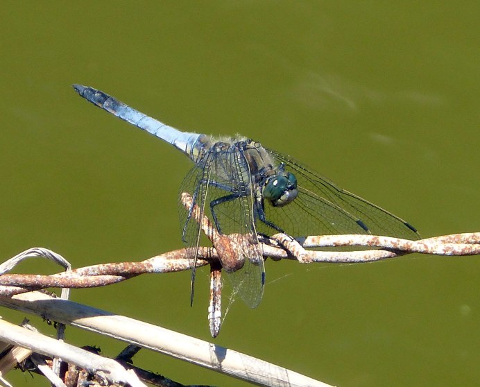 Стрекоза решётчатая Orthetrum cancellatum