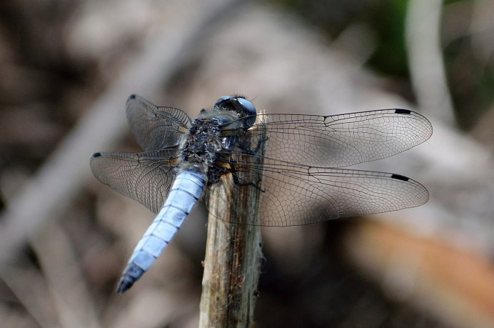 Стрекоза решётчатая Orthetrum cancellatum