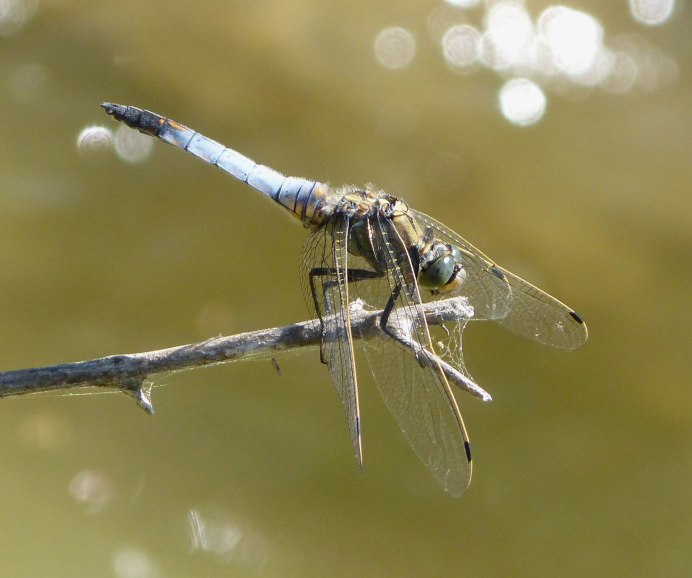 Orthetrum cancellatum - Прямобрюх решетчатый